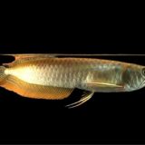 大型魚 古代魚 の記事一覧 熱帯魚の森